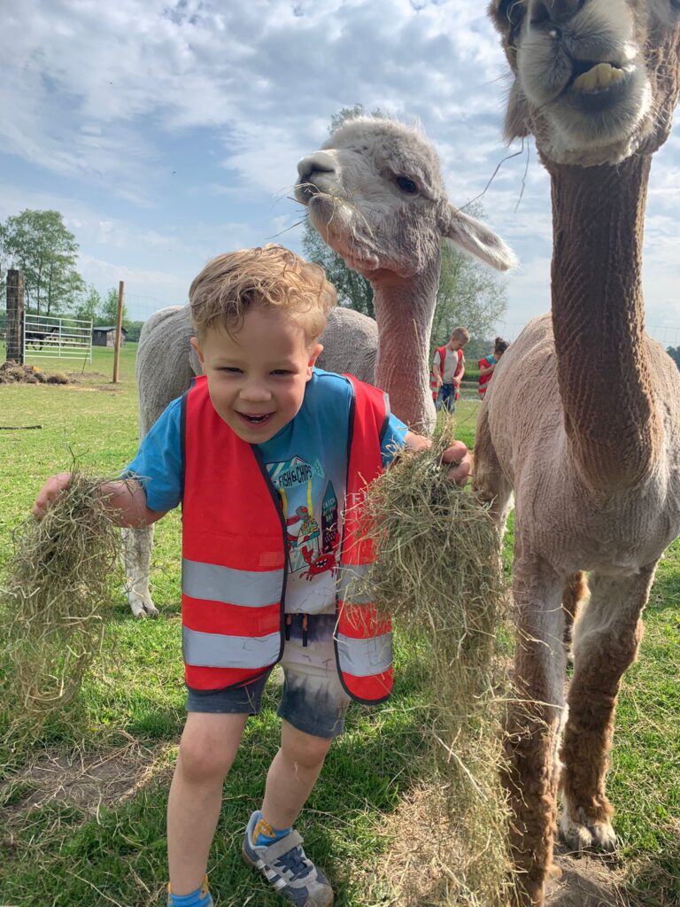 BSO heijl - alpaca country