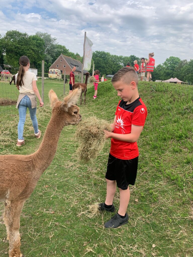 BSO dillehof - alpaca voeren