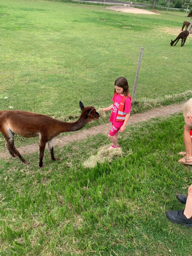 BSO dillehof - bruine alpaca