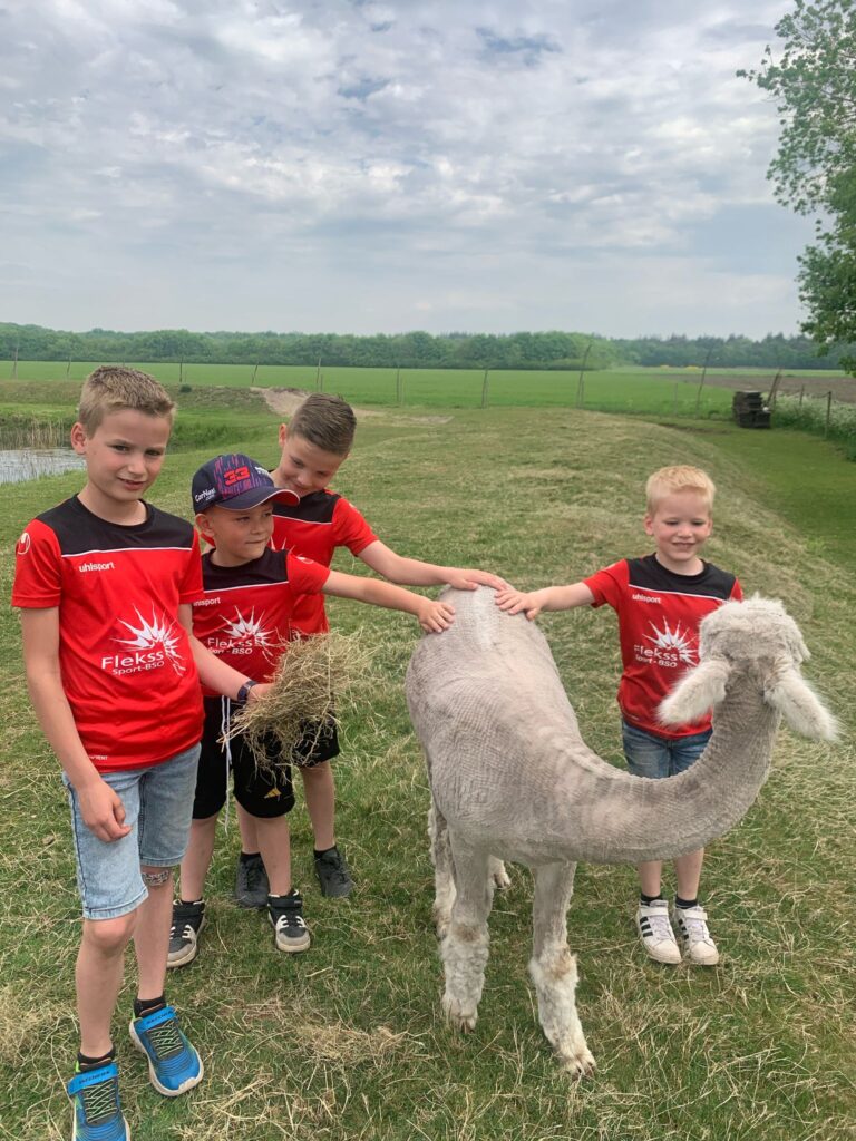 BSO dillehof - witte alpaca aaien