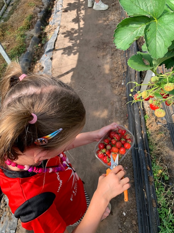 kind plukt aardbeien zevenbergen