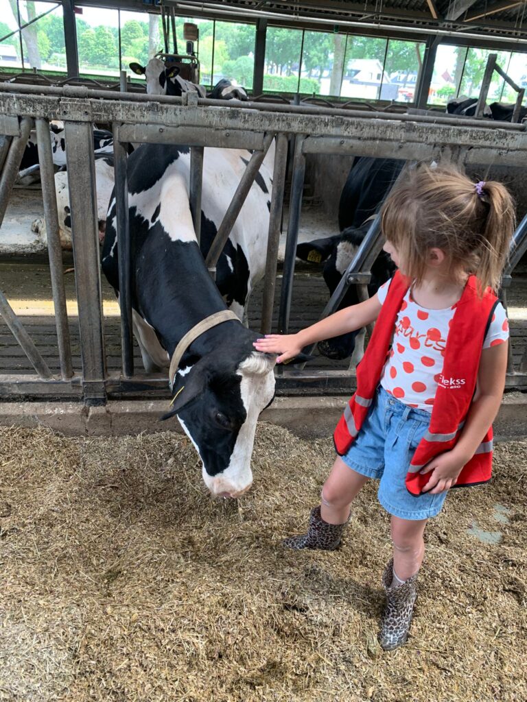 BSO dillehof - Koe 3