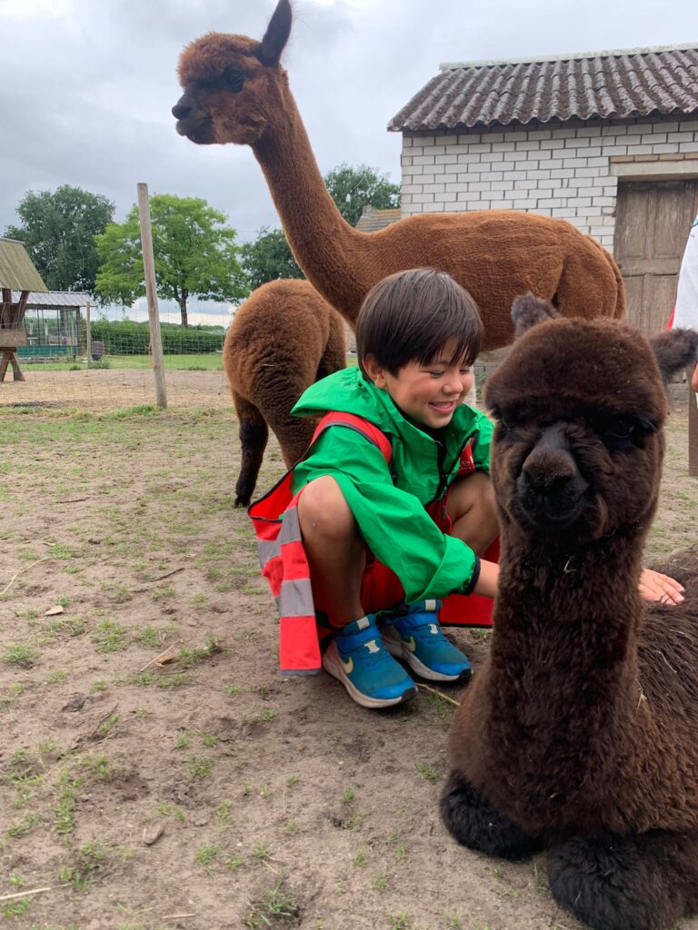 BSO dillehof - alpaca's