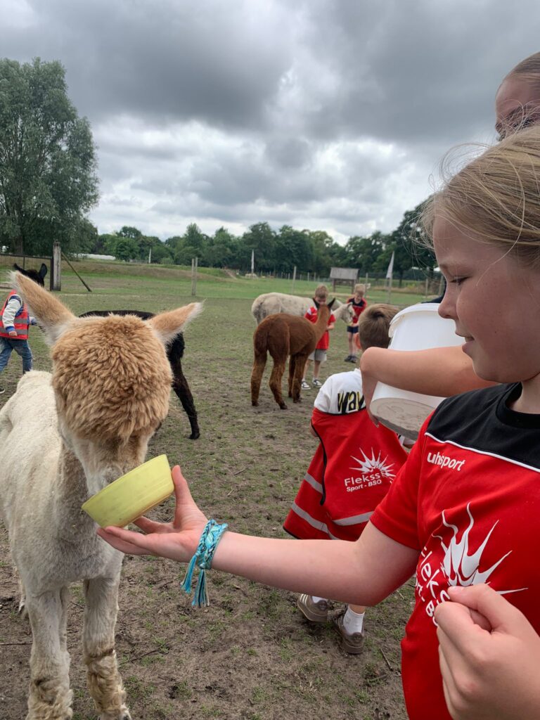 BSO dillehof - alpaca