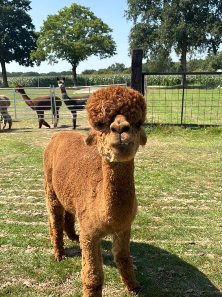 BSO dillehof - Alpaca