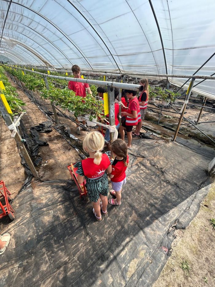 Sport-Bso Flekss Focus UItje Aardbeienterrras
